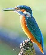 Common Kingfisher