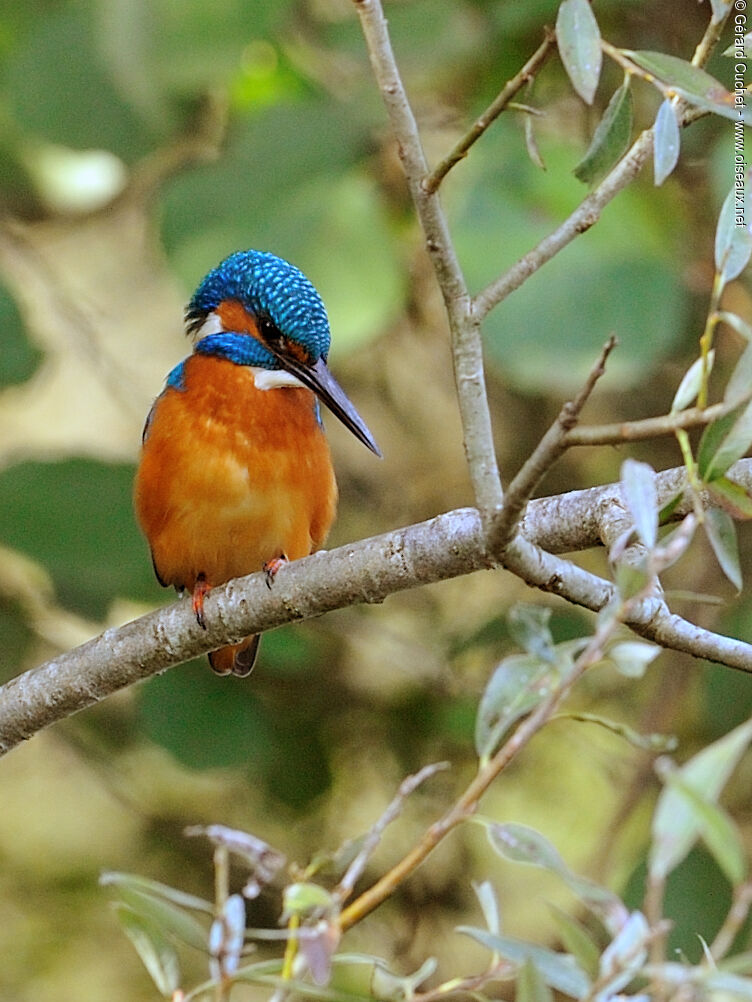 Common Kingfisher male