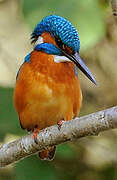 Common Kingfisher