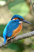 Common Kingfisher