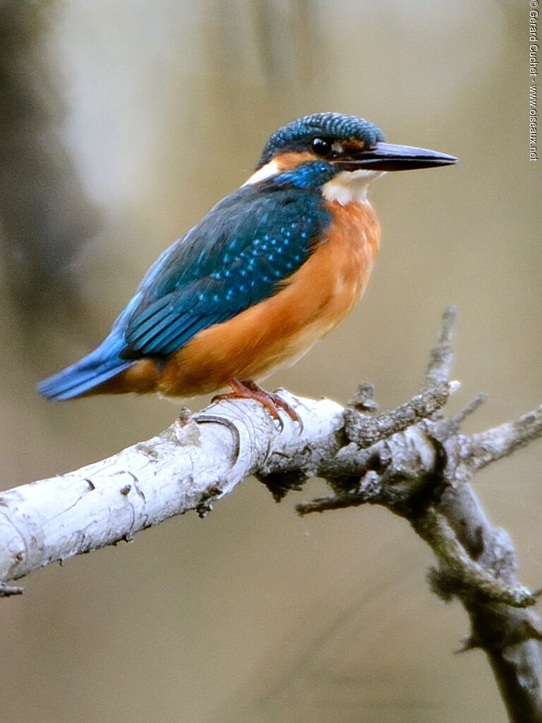 Common Kingfisher male