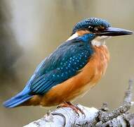 Common Kingfisher