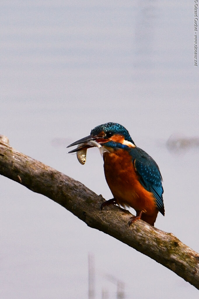 Common Kingfisher female, fishing/hunting, eats