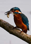 Common Kingfisher