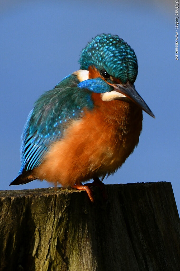 Common Kingfisher female adult