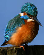 Common Kingfisher