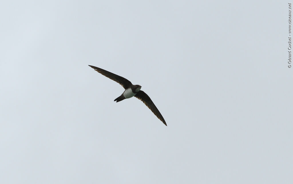 Alpine Swift, identification