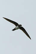 Alpine Swift