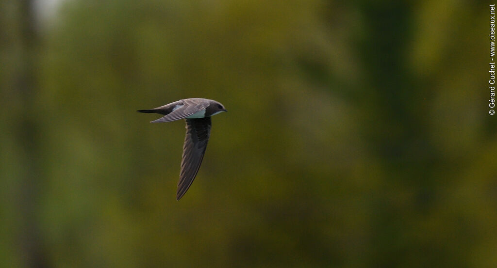 Alpine Swift, Flight