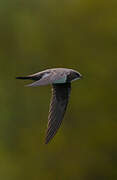 Alpine Swift