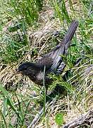 Ring Ouzel