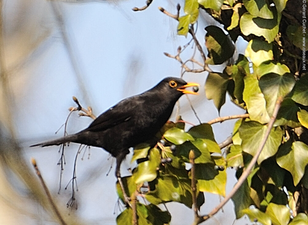 Common Blackbird