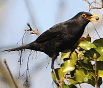 Common Blackbird