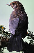 Common Blackbird