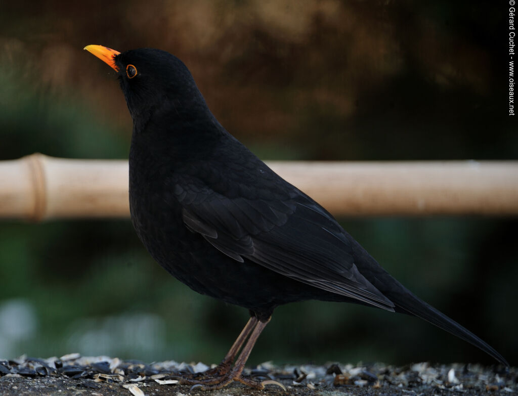 Common Blackbird