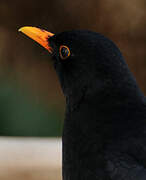 Common Blackbird