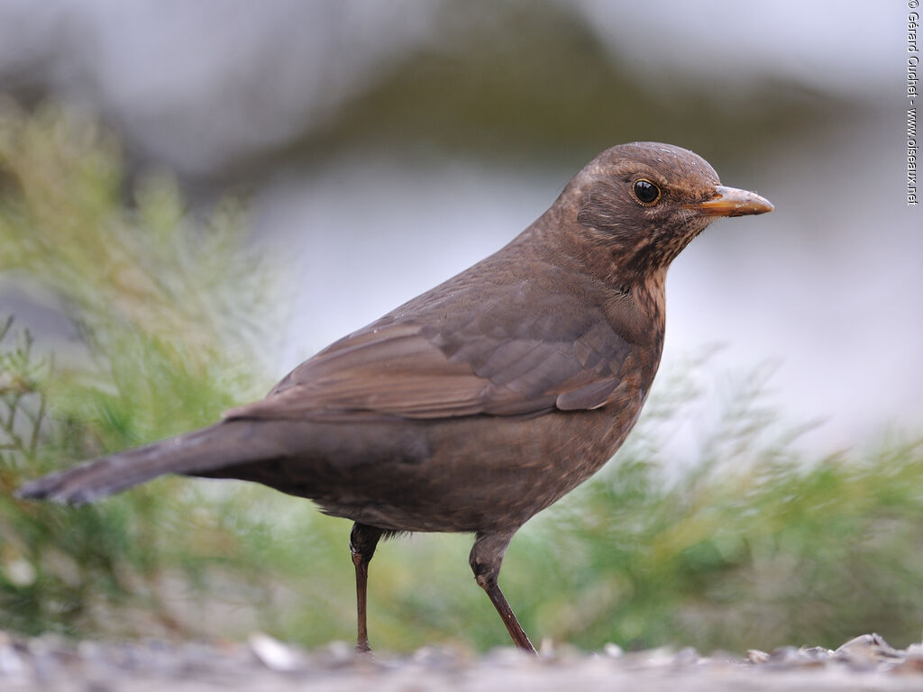 Common Blackbirdjuvenile