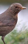 Common Blackbird