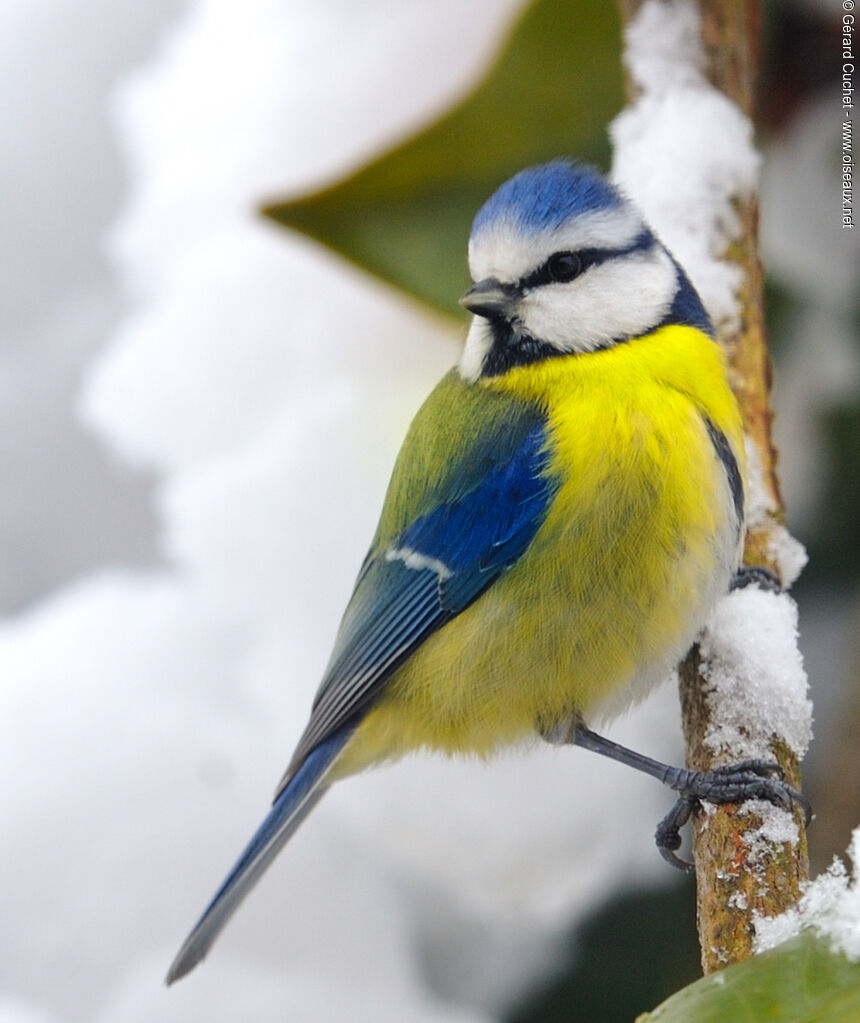 Mésange bleue