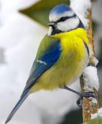 Eurasian Blue Tit