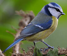 Eurasian Blue Tit