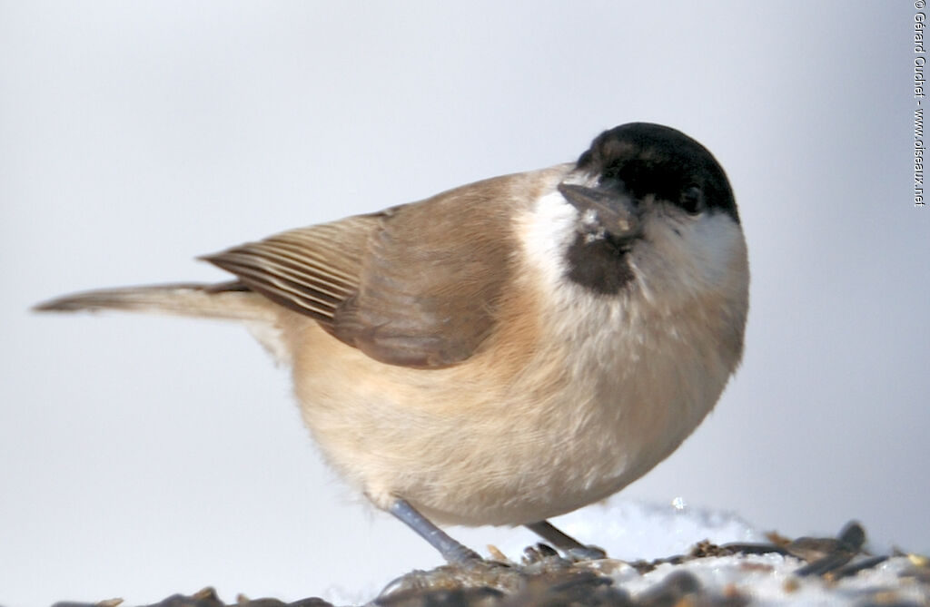 Willow Tit