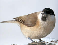 Willow Tit