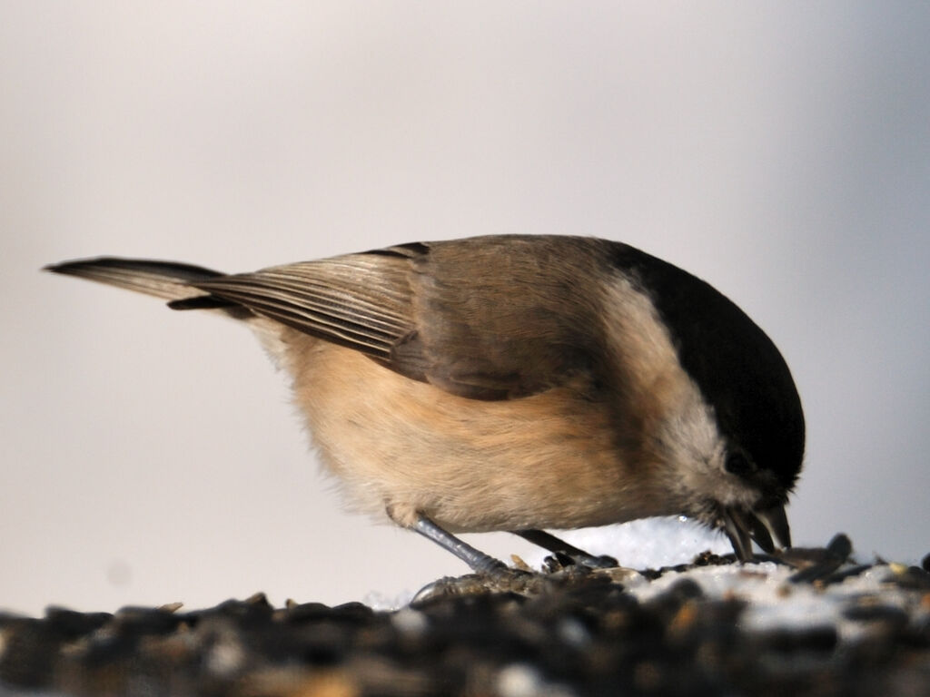 Mésange boréale