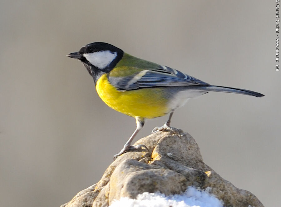 Mésange charbonnière