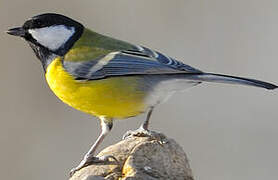 Great Tit