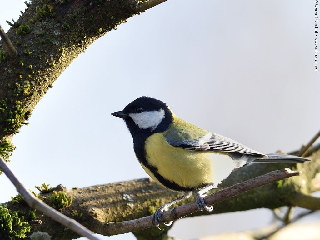 Mésange charbonnière