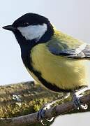 Great Tit