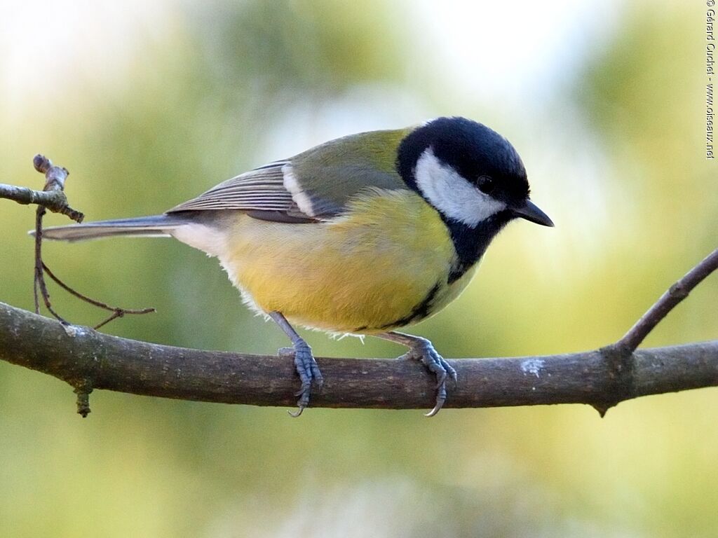 Mésange charbonnière