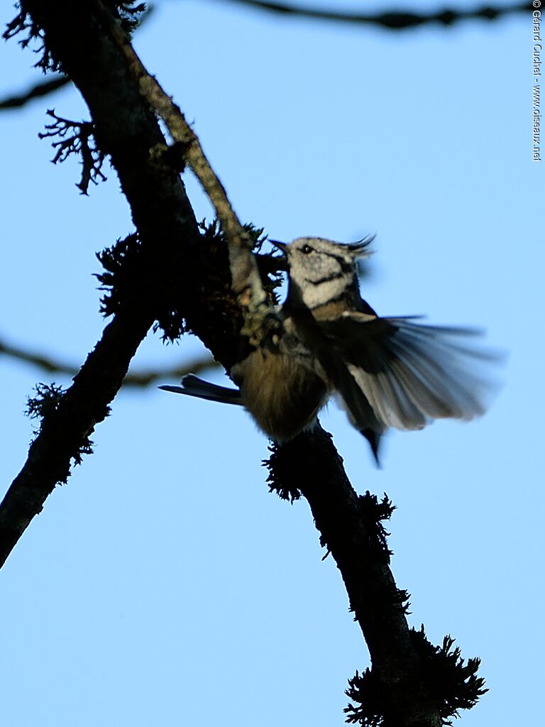 Mésange huppée