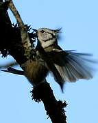 Crested Tit