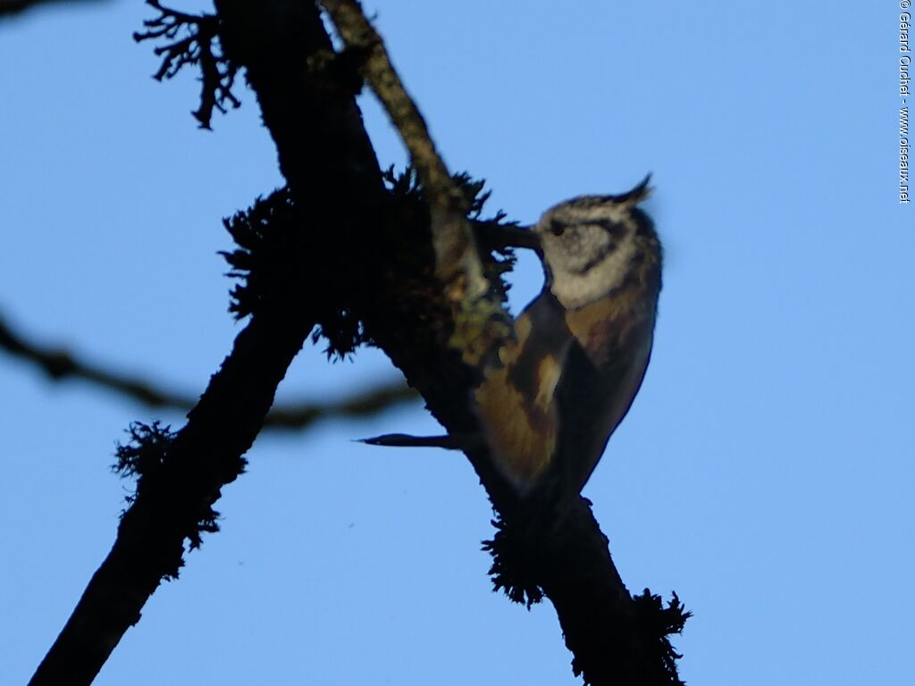 Mésange huppée