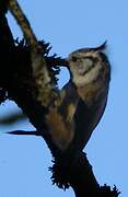 European Crested Tit