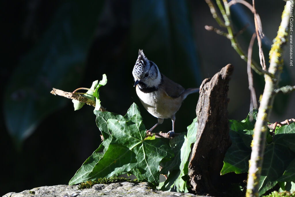 Mésange huppée