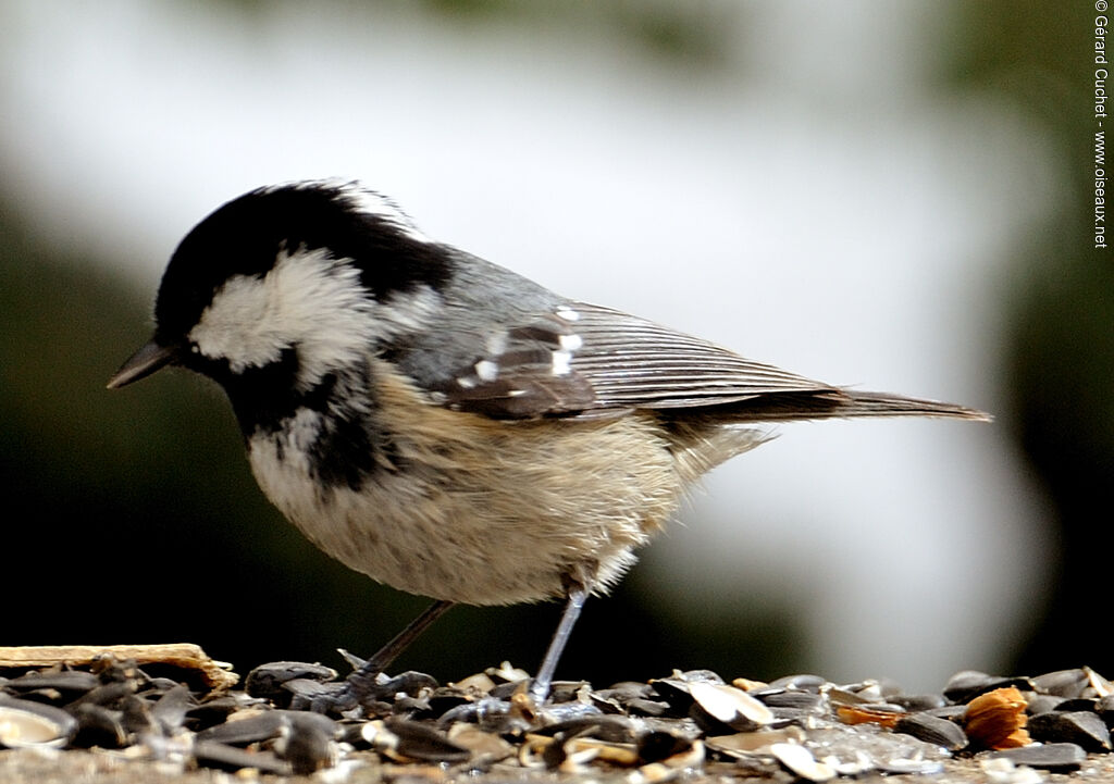 Mésange noire