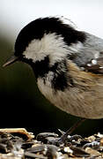 Coal Tit