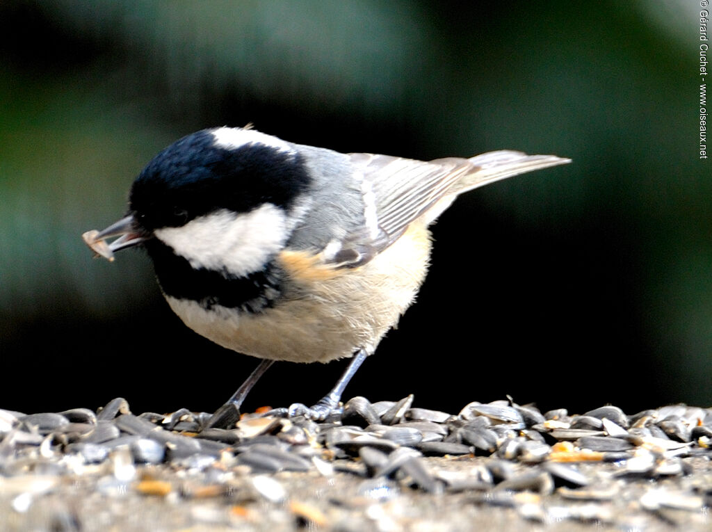 Mésange noire