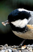 Coal Tit