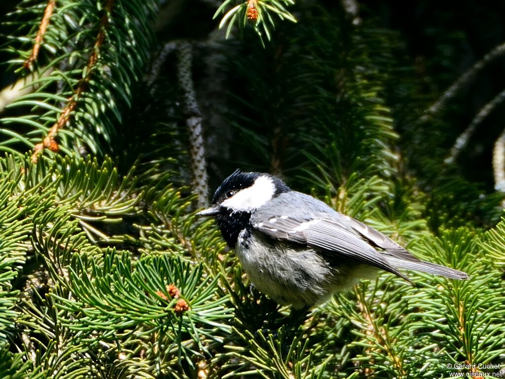 Mésange noire