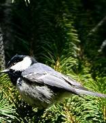 Coal Tit