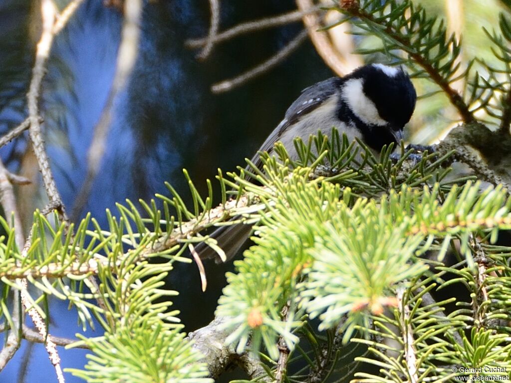 Coal Tit