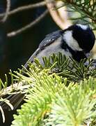 Coal Tit