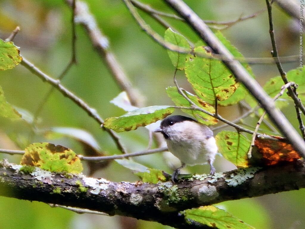 Marsh Tit