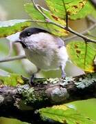 Marsh Tit