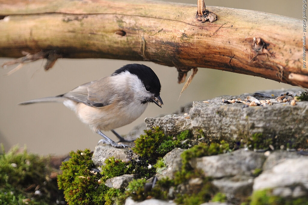 Marsh Titadult, identification