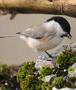 Marsh Tit